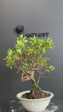 將影片載入圖庫檢視器並播放，日本🇯🇵皐月杜鵑 萌Satsuki Azalea Rhododendron (附上影片)
