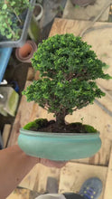 Load the video into the gallery viewer and play it.Pre-order Japan🇯🇵Sekka Hinoki Cypress (with video)
