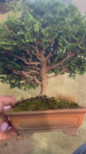 將影片載入圖庫檢視器並播放，預購日本🇯🇵津山檜Chamaecyparis obtusa （附上影片）
