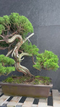 將影片載入圖庫檢視器並播放，日本🇯🇵糸魚川真柏 Japanese Itoigawa Shimpaku (附上影片)
