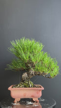 將影片載入圖庫檢視器並播放，日本🇯🇵太幹三河黑松 Black Pine (附上影片)
