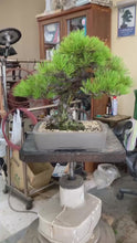 Load the video into the gallery viewer and play it.預購日本🇯🇵山採 黑松 Yamadori Black Pine (附上影片)
