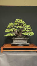 將影片載入圖庫檢視器並播放，預購日本🇯🇵五葉松 Yamadori Japanese White Pine (附上影片)
