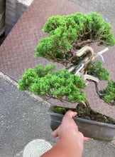Load the video into the gallery viewer and play it.預訂日本🇯🇵糸魚川真柏 Japanese Itoigawa Shimpaku (附上影片)
