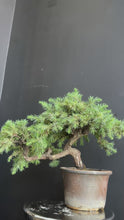 將影片載入圖庫檢視器並播放，日本🇯🇵杜松Juniperus Rigida (附上影片)
