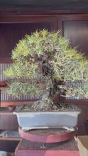 Load the video into the library viewer and play it.Pre-order Japan🇯🇵Japanese Yamadori Black Pine (video attached)
