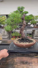 將影片載入圖庫檢視器並播放，預購日本🇯🇵黑松 Black Pine (附上影片)
