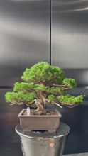 將影片載入圖庫檢視器並播放，日本🇯🇵糸魚川真柏 Japanese Itoigawa Shimpaku (附上影片)
