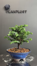 Load the video into the gallery viewer and play it.日本🇯🇵石化檜Sekka Hinoki Cypress セッカヒノキ (附上影片)
