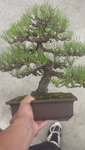 Load the video into the gallery viewer and play it.預購日本🇯🇵黑松Black Pine (附上影片)
