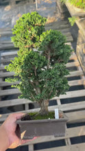 Load the video into the gallery viewer and play it.預購日本🇯🇵石化檜Sekka Hinoki Cypress セッカヒノキ (附上影片)
