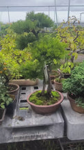 Load the video into the gallery viewer and play it.預訂日本🇯🇵一位 Taxus cuspidata (附上影片)
