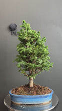 將影片載入圖庫檢視器並播放，日本🇯🇵石化檜Sekka Hinoki Cypress セッカヒノキ (附上影片)
