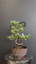 Load and play video in Gallery viewer, 日本🇯🇵五葉松 Japanese White Pine (附上影片)
