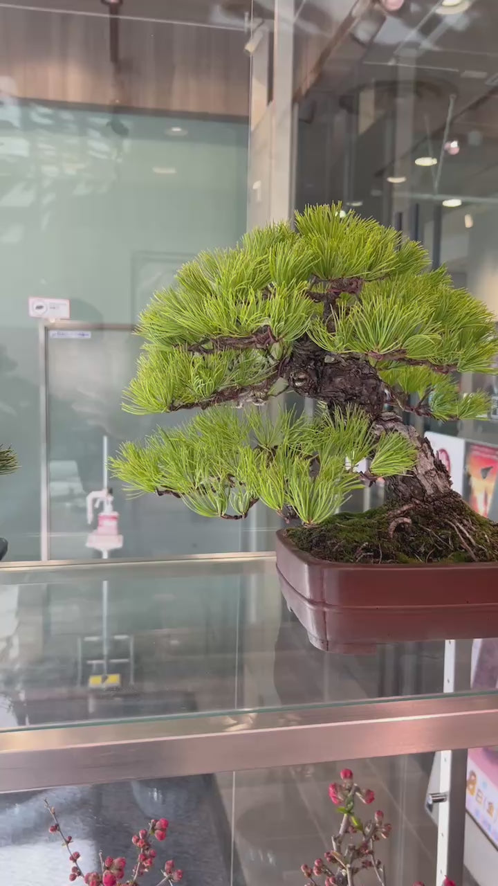 預訂日本🇯🇵那須五葉松 Japanese white pine(附上影片) 樹齡40年