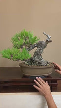 Load and play video in Gallery viewer, 預訂日本🇯🇵山採太幹黑松Yamadori Black Pine (附上影片)
