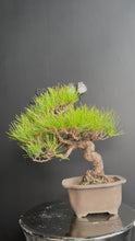 將影片載入圖庫檢視器並播放，日本🇯🇵 赤松 Red Pine / Pinus Densiflora (附上影片)
