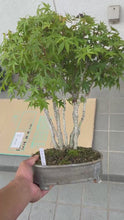 將影片載入圖庫檢視器並播放，預購日本🇯🇵叢林式 もみじ紅葉Acer Palmatum (附上影片)
