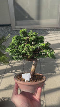 Load the video into the library viewer and play it.Japan🇯🇵Sekka Hinoki Cypress Hinoki (video included)

