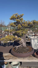 Load and play video in Gallery viewer, 預訂日本🇯🇵五葉松 Japanese white pine (附上影片)
