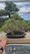 Load the video into the gallery viewer and play it.Pre-order Japan🇯🇵Black Pine (with video)
