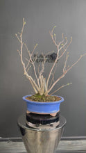 Load the video into the gallery viewer and play it,Japan🇯🇵Tosa Mizuki Spike winter hazel ready to bloom (video attached)
