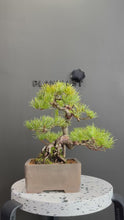將影片載入圖庫檢視器並播放，日本🇯🇵五葉松 Japanese White Pine (附上影片)
