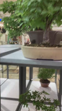 Load the video into the gallery viewer and play it.Pre-order Japan🇯🇵Keyaki Zelkova Serrata (video attached)
