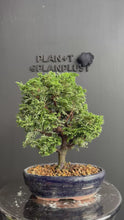 將影片載入圖庫檢視器並播放，日本🇯🇵津山檜Hinoki Chamaecyparis Obtusa(附上影片)
