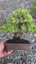 將影片載入圖庫檢視器並播放，預訂日本🇯🇵精品黑松 Black Pine(附上影片)
