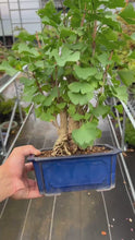 將影片載入圖庫檢視器並播放，預訂日本🇯🇵銀杏Ginkgo Biloba (附上影片)
