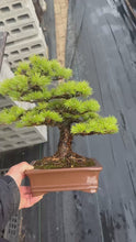 將影片載入圖庫檢視器並播放，預購日本🇯🇵五葉松 Japanese White Pine (附上影片)
