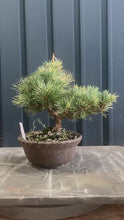 Load the video into the gallery viewer and play it.Pre-order Japan🇯🇵Japanese White Pine (video included)
