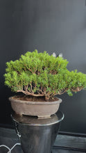 Load and play video in Gallery viewer, 日本🇯🇵一位Taxus Cuspidata(附上影片)

