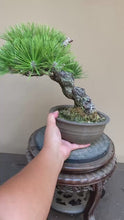 Load the video into the gallery viewer and play it.預購日本🇯🇵山採 黑松 Yamadori Black Pine (附上影片)
