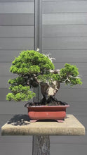 將影片載入圖庫檢視器並播放，預購日本🇯🇵逸品 糸魚川真柏 Japanese Itoigawa Shimpaku (附上影片)
