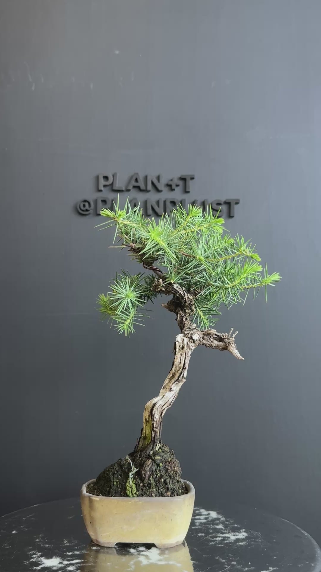 日本🇯🇵杜松Juniperus Rigida (附上影片) – BONSAI PLAN+T