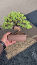 將影片載入圖庫檢視器並播放，預購日本🇯🇵五葉松 Japanese White Pine (附上影片)

