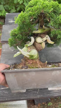 Load the video into the gallery viewer and play it.預購日本🇯🇵糸魚川真柏 模様木Japanese Itoigawa Shimpaku (附上影片)
