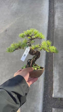 Load the video into the gallery viewer and play it.Pre-order Japan🇯🇵Five-needle Pine Japanese White Pine (with video)
