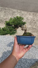 將影片載入圖庫檢視器並播放，預購日本🇯🇵一位 Taxus Cuspidata (附上影片)
