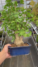 將影片載入圖庫檢視器並播放，預訂日本🇯🇵銀杏Ginkgo Biloba (附上影片)
