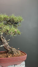 將影片載入圖庫檢視器並播放，日本🇯🇵黑松 Black Pine (附上影片)
