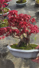 將影片載入圖庫檢視器並播放，預購日本🇯🇵紅葉 出猩々 岀猩猩Deshojo (附上影片)
