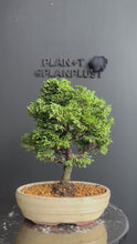 Load the video into the gallery viewer and play it.Japan🇯🇵Tsuyama Hinoki Chamaecyparis Obtusa (video included)
