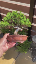 Load the video into the gallery viewer and play it.Pre-order Japan🇯🇵Japanese Itoigawa Shimpaku (with video)
