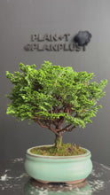 Load the video into the gallery viewer and play it.Japan🇯🇵Tsuyama Hinoki Chamaecyparis Obtusa (video included)
