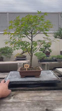 Load the video into the gallery viewer and play it.日本🇯🇵紅楓 清姬モミジ Acer Palmatum (附上影片)
