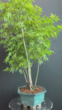 Load the video into the gallery viewer and play it.Japan🇯🇵Momiji Acer Palmatum (with video attached)
