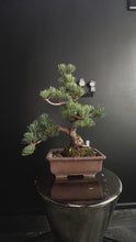 Load and play video in Gallery viewer, 日本🇯🇵五葉松 Japanese white pine  (附上影片)
